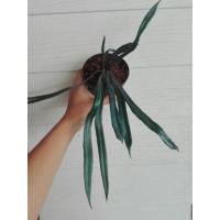 ราคา เฟรินปีกแมลงทับ เฟริน (7079046994)