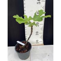 ราคา มะเดื่อฝรั่ง Fig พันธุ์ Galicia Negra (27456987133)