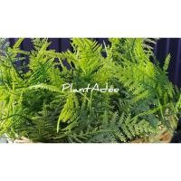 ราคา ช่อเฟิร์นปลอม(เฟิร์นนาคราช) (6555654837)