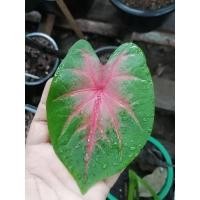 ราคา ต้นบอนสี ช้างเผือกใบบัว สุดยอดของความงาม (13103289540)