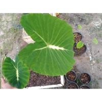 ราคา โคโลคาเซียแนนซี่ Colocasia Nancy (12552023587)