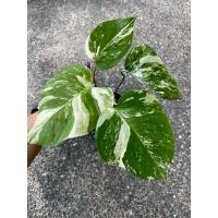 ราคา มอนสเตอร่า อัลโบ้ มอนสเตอร่าด่าง ด่างขาว มอนอัลโบ้ monstera albo holland อันโบ้ อัลโบ (15251328925)