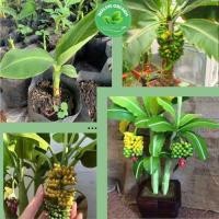 ราคา ต้นกล้วยจิ๋วต้นเพาะเลี้ยงเนื้อเยื่อเยื่อพันธุ์แท้ ตกแต่งพื้นที่อยู่อาศัย (27668156200)