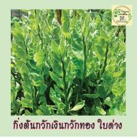 ราคา กิ่งสด ต้นกวักเงินกวักทอง ใบด่าง ต้นไม้มงคล ต้นไม้ฟอกอากาศ (22175828981)