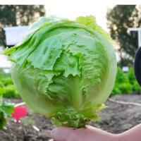 ราคา เมล็ดพันธุ์ ผักกาดแก้ว 100 เมล็ดไอซเบิร์ก (Iceberg )เมล็ดพันธุ์ผักสลัดแก้ว หวานกรอบ (29808441246)