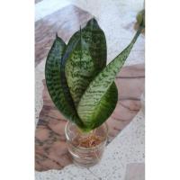 ราคา ต้นลิ้นมังกรแคระ ต้นไม้ฟอกอากาศ ต้นไม้มงคล ต้นไม้ในห้องนอน (5588253450)