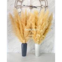 ราคา แจกัน แถมฟรี ดอกเลาสีขาวทอง ดอกเลา ดอกเลาขาวทองธรรมชาติ ดอกไม้จริง​ pampas​ ดอกหญ้าแห้ง​ หญ้าแห้ง (18934334116)