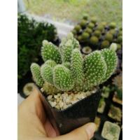 ราคา {หน่อเด็ดสด}​ หูกระต่าย มิกกี้เมาส์​ ปีกนางฟ้า [Opuntia microdasys]​ (10435854947)