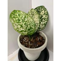 ราคา อโกลนีมา(มรดกโลก)ไม่มงคล (8570347941)