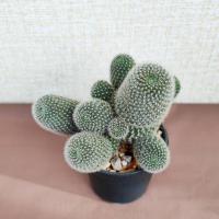 ราคา รีบูเทีย (Rebutia) ดอกสีชมพู ขนาด 8-10 cm. (20482931348)