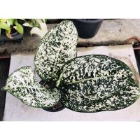 ราคา มรดกโลก อโกลนีมา Aglaonema (22714139822)