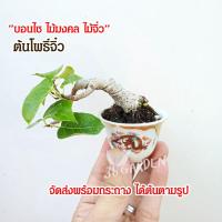 ราคา ต้นโพธิ์ ต้นโพธิ์บอนไซ ต้นไม้จิ๋ว ต้นบอนไซ ต้นไม้มงคล ได้ต้นจริงตามรูป ต้นไม้สวยๆ ของขวัญ (15395787919)