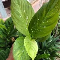 ราคา ต้นไม้มงคล ไม้ฟอกอากาศ ต้นสาวน้อยปะแป้ง (4744152974)