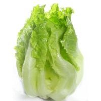 ราคา [10แถม1คละได้] เมล็ดพันธุ์ ผักกาด ผักกาดแก้ว หอมห่อ 90-200 เมล็ด มีคู่มือปลูก (25276936161)