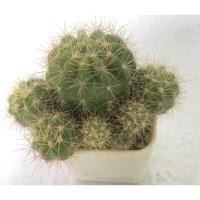 ราคา กระบองเพชร แคคตัส Cactus ดาวล้อมเดือน (14850951067)