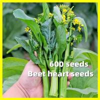 ราคา ผักซอง สามเอ กวางตุ้งดอก ฮ่องกง Green Choy Sum Seeds - เมล็ดพันธุ์ ผักกวางตุ้ง งอกง่าย 600เมล็ด/ซอง ปลูกผักสวนครัว (27280257016)
