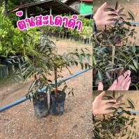 ราคา ต้นสะเดาดำ ต้นละ120บาท ต้นสวยพร้อมส่ง (26240406054)