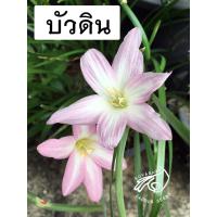ราคา บัวดิน บัวดินจอมทอง พิงค์ สชมพู บัวดินโรเซีย หัวบัวดิน ดอกบัวดิน สีชมพู หัวบัวดิน Zephyranthes Rain Lily Rain Lilies (17305415962)
