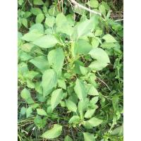 ราคา ต้นกัญชาแมวหรือตำแยแมวสดพร้อมราก15ต้น (9490233097)