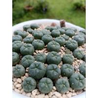 ราคา Lophophora fricii พอทถ้วยโฟม (20693445833)