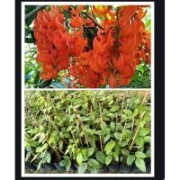 ราคา ขาย ต้นพวงโกเมน ไม้เลื้อยนิยมปลูกประดับตามซุ้มดอกห้อยเป็นพวงสีส้มสวยงามมากๆ มาใหม่สวยงามรับประกันสดสวยแข็งแรงทุกต้นค่ะ (2850022736)