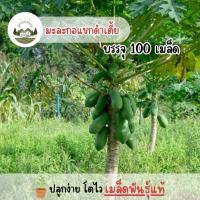 ราคา มะละกอแขกนวลดำเนิน(เตี้ย) 100เมล็ด (28163035047)