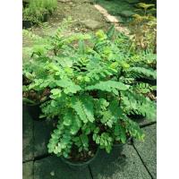 ราคา ต้นธรณีสาร (ว่านธรณีสาร)กระถาง6"ส่งทั้งกระถาง (11132496555)