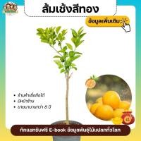 ราคา ต้นส้มสีทอง หรือ ส้มกาทอง กิ่งติดตา ผลไม้มงคล ผลสีเหลืองทอง หวาน ไม่แฉะ ส้มมงคล ส้มตรุษจีน ส้มไหว้เจ้า (14436843610)