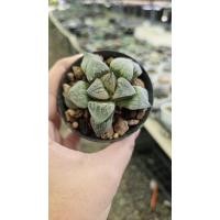 ราคา Haworthia Aries(ฮาโวเทีย)_succulent echeveria haworthia cactus ไม้อวบน้ำ แคคตัส ฮาโวเทีย ไลทอป (25240975153)
