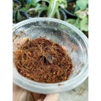 ราคา ข้อตาเสน่ห์จันทร์ประกายดาว#เสน่ห์จันทร์ประดาว#ข้อตา (10435196563)