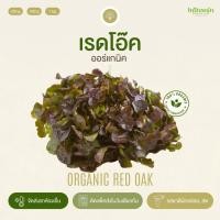 ราคา เรดโอ๊คอินทรีย์ Organic Red Oak อินทนิลออร์แกนิคฟาร์ม ปลูกธรรมชาติมาตรฐานเกษตรอินทรีย์ เก็บใหม่ทุกออเดอร์ (23747327158)