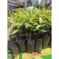 ราคา ต้นพันธุ์ผักหวานป่า - ผักหวานป่ายอดสีทอง (สวนลุงเบิ้ม) (12176776997)