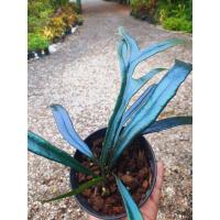 ราคา เฟิร์นปีกแมลงทับ เฟิร์นแววปีกแมลงทับ Microsorum thailandicaไม้สะสม หายาก คล้ายสีปีกแมลงทับ ลิงก์ใหม่นะคะ (22200700918)