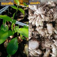 ราคา (1ต้น) (ขาย ต้นพันธุ์) ต้น ว่านพระตะบะ ว่าน พระตะบะ ว่านพะตะบะ ต้นว่านพะตะบะ เบนซ์ (3464122899)