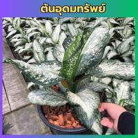 ราคา ต้นอุดมทรัพย์ อโกลนีมา ต้นไม้มงคล ส่งพร้อมกระถาง (23165537558)