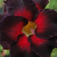 ราคา 10 เมล็ด ดอกชวนชม ดอกกุหลาบทะเลทราย สายพันธุ์ไซโย ดอกสีดำ Adenium Seeds (10316813054)