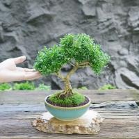 ราคา ♥︎ | บอนไซ แก้วแคระ⋆˚ ˚⋆ ((พร้อมส่ง✅)) มีวิธีการดูแล+ปุ๋ยแถมไปให้ค่ะ〰️ (27164188515)