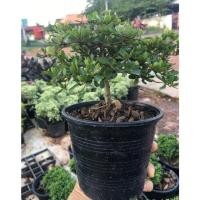 ราคา พร้อมส่ง หูกระจงแคระ ไม้ประดับทรงพุ่มสวย (3841484144)