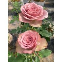 ราคา กุหลาบมงมาร์ตถุงละ 150 บาท ส่งยกต้นพร้อมดอก (29613527326)