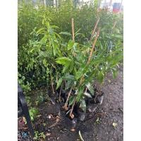 ราคา ต้นมะม่วงน้ำดอกไม้สีม่วง เสียบยอด สูง 80cm (18580591031)