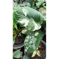 ราคา กวักพระพรหมอินโดด่างขาว (25366520656)