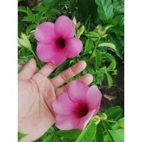 ราคา ต้นบานบุรี​ดอกสีม่วง​​ ราคา​ 55 บาทค่ะ (26786858736)