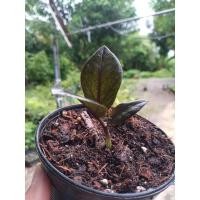 ราคา กวักมรกตดำเชื้อด่าง3ใบ (13510129797)