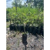 ราคา ไผ่บงหวาน ไผ่บงหวานเพชรน้ำผึ้ง (พันธุ์แท้) สูง50-60ซม (23473095822)