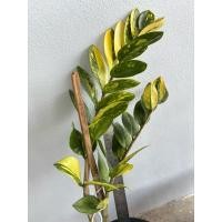 ราคา ต้น กวักมรกตด่าง ต้นB 3กิ่ง กวักมรกต จากเกาหลี ไม้ฟอกอากาศ ตั้งห้องนอน ออฟฟิศ ไม้มงคล ไม้ด่าง โขด เมล็ด พันธ์ุ ใบด่าง (9174741854)