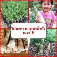 ราคา ไผ่บงหวานเพชรน้ำผึ้งเบอร์9 #ไผ่บงหวานเบอร์9 ไผ่หวานกินดิบได้ ต้นพันธุ์ขุดเหง้าสูง 30-50 ซม.รับประกันพันธุ์แท้ 100% (6492716249)