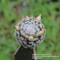 ราคา กระบองเพชร แมมดูไว Mammillaria duwei มีดอก บนตอสามเหลี่ยม ไม้ชุด 23 กันยายน 64 (11453320815)