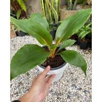 ราคา ต้นเศรษฐีก้านทอง ไม้มงคล เสริมโชคลาภ เศรษฐีก้านส้ม กอสวย (14900567452)