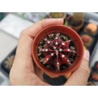 ราคา แคคตัส​ ยิมโนคาลิเซียมไม้ด่างหัวสี​ GYMNO​ CALYCIUM​ CACTUS​ (10309662346)
