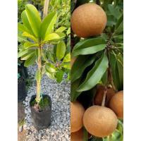 ราคา ต้นละมุดสาลี่ยักษ์ พร้อมปลูกขนาด 45-60ซม. ปลูก1เดือนพร้อมไว้ลูกต้นใหญ่มากๆๆ (9469922797)